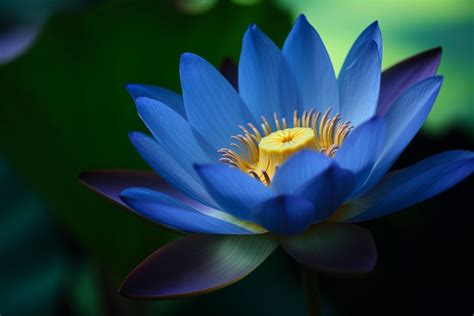 The Blue Lotus Painting: An Exploration of Tranquility and Symbolic Grace!